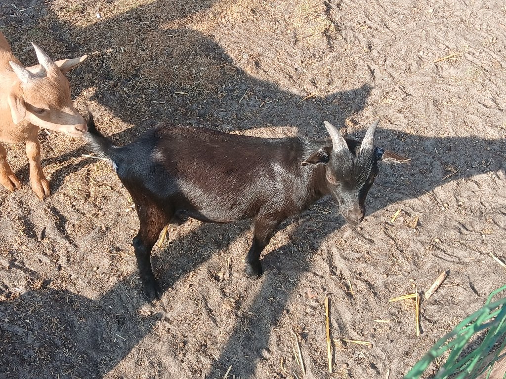 Dwerggeit, Dieren en Toebehoren, Mannelijk, Geit, 0 tot 2 jaar