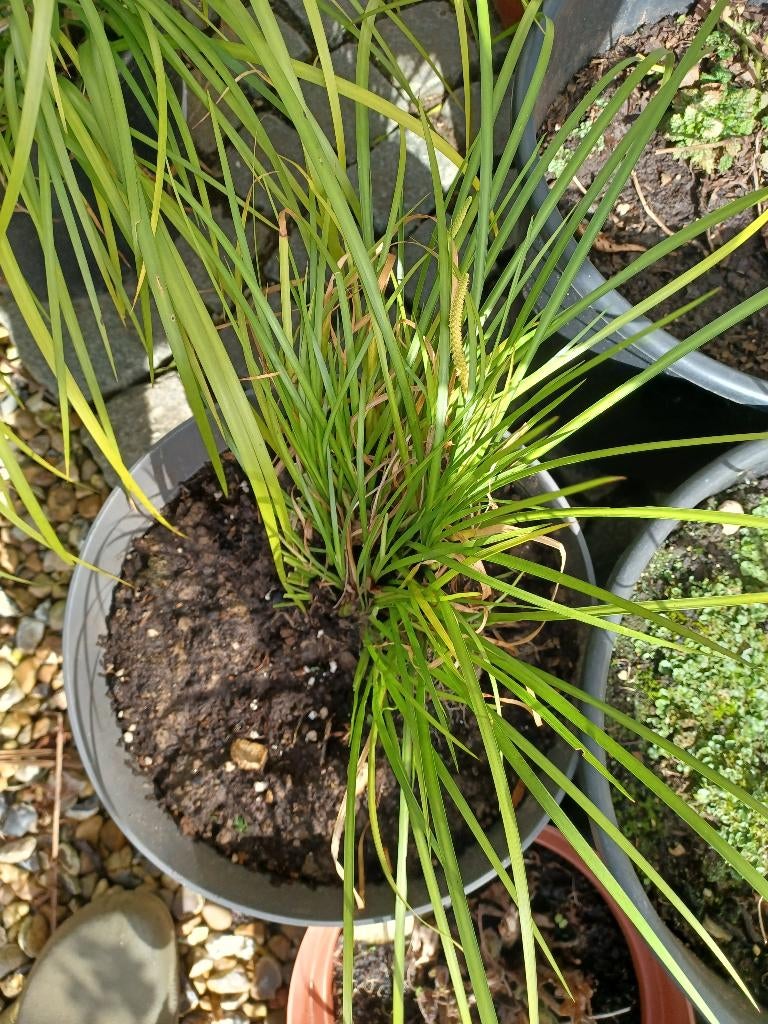 Zoethoutgras Acorus gramineus, Ophalen, Vaste plant, Halfschaduw, Kruiden