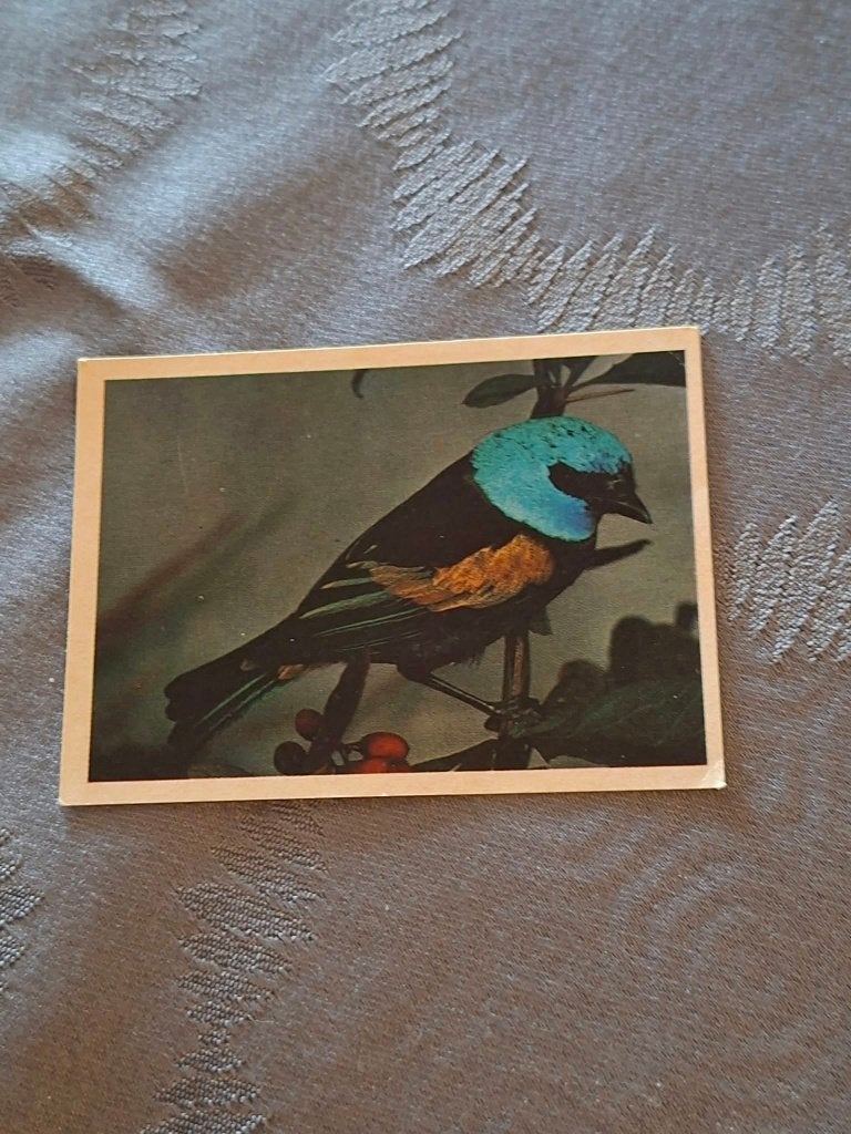 Prentje/Chromo : Goudschouder-blauwkop Tangare, Verzamelen, Ophalen of Verzenden, Gebruikt, Dier, Prent