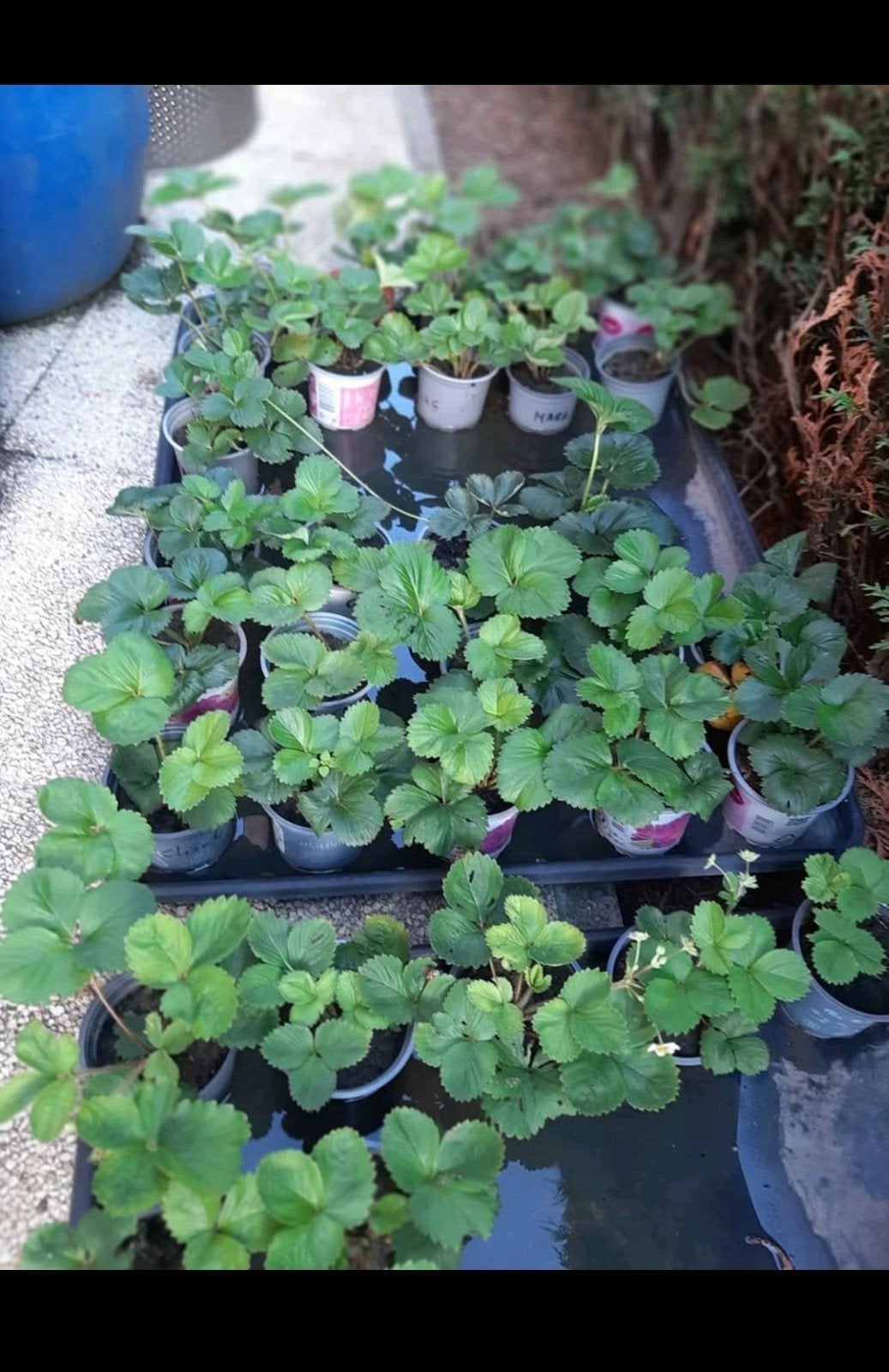 Winterharde doordragende aardbeiplanten 5 soorten  1,5€, Ophalen