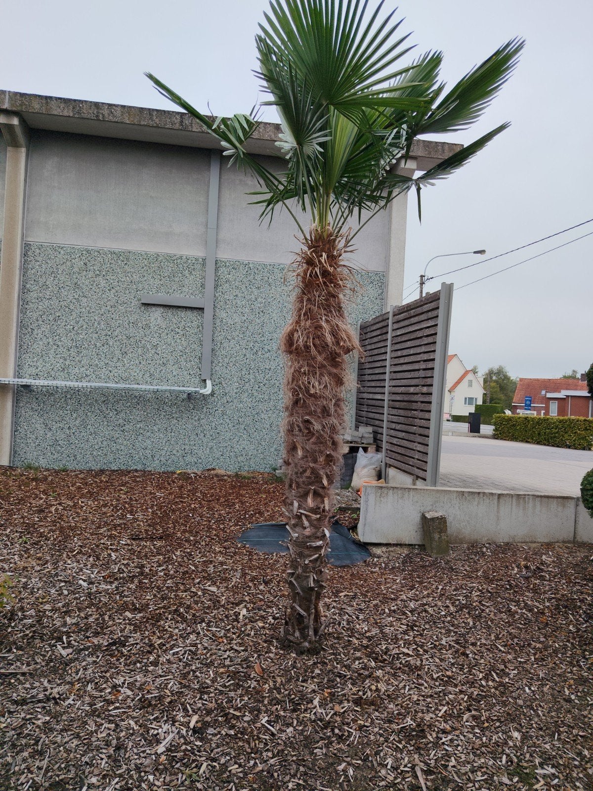 palmboom, Tuin en Terras, Ophalen, Palmboom