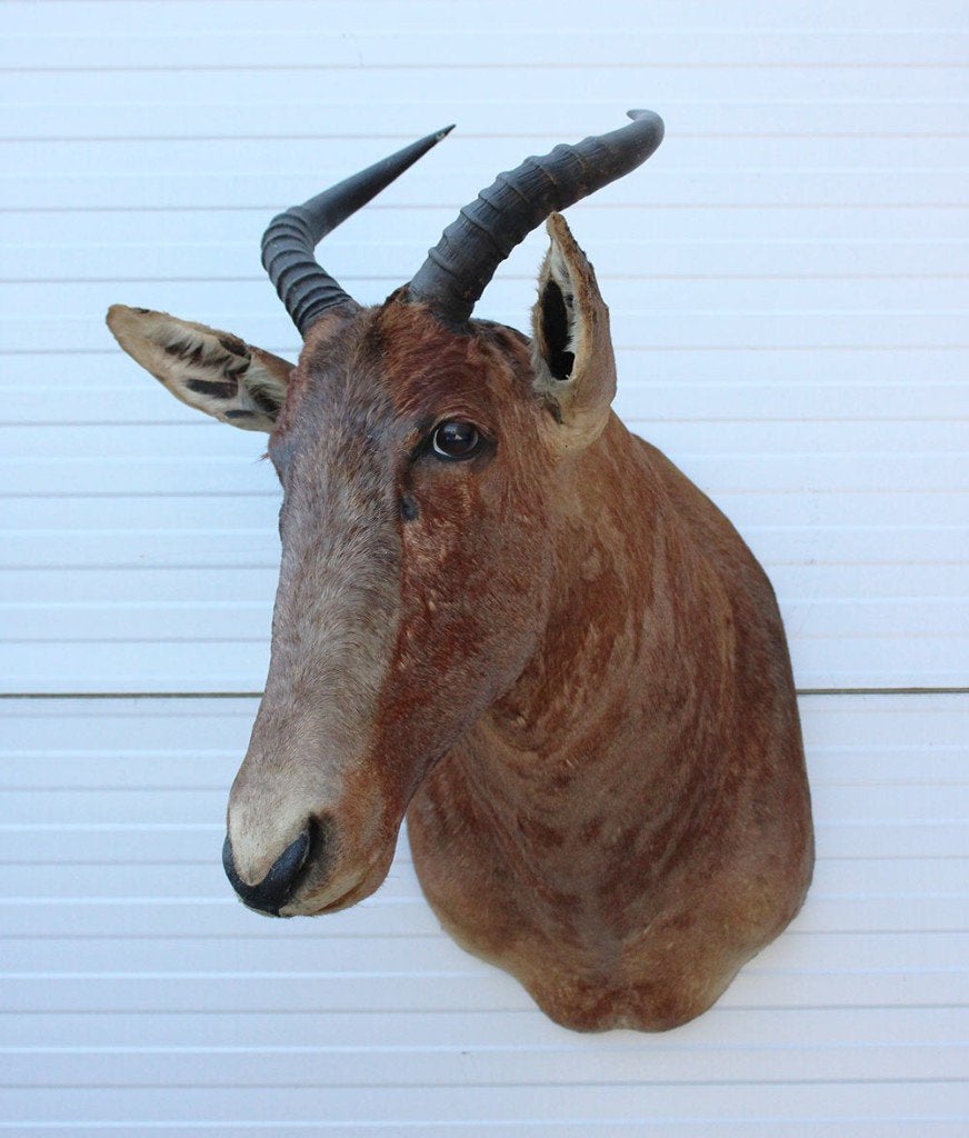 Opgezette KOP TSESSEBE antilope Afrika (gewei), Enlèvement, Utilisé, Animal sauvage, Bois ou Tête