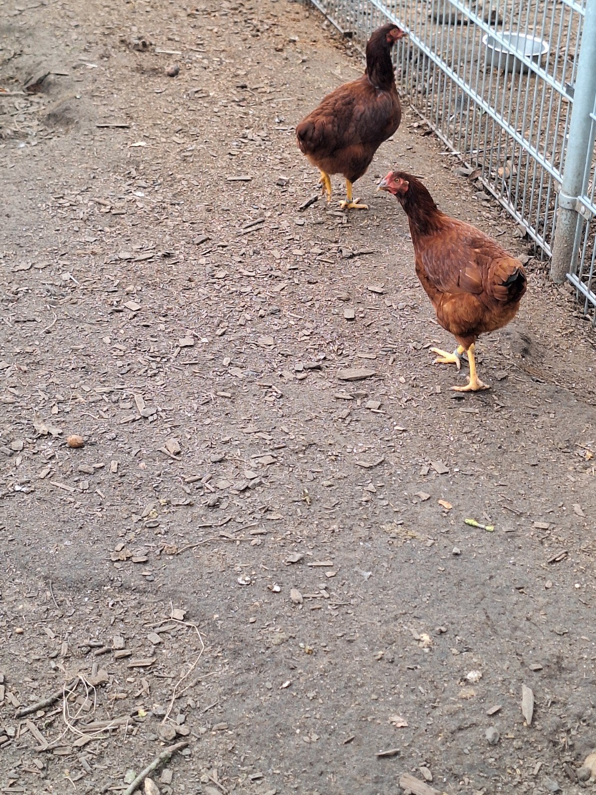 red island en marans kippen, Dieren en Toebehoren