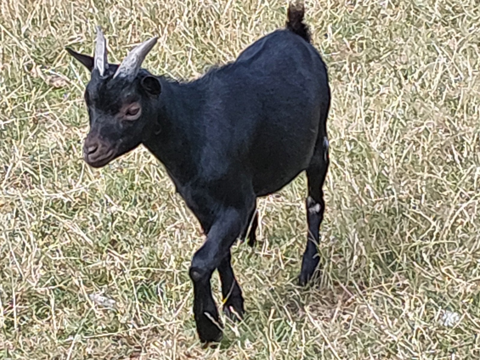 Dwerggeitje bokje, Dieren en Toebehoren, Schapen, Geiten en Varkens