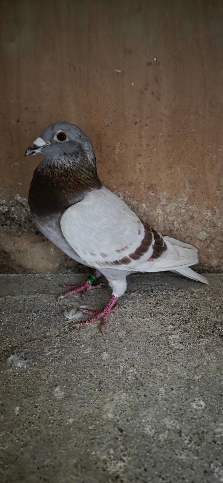 2 duivers  2023  2022, Dieren en Toebehoren, Vogels | Duiven