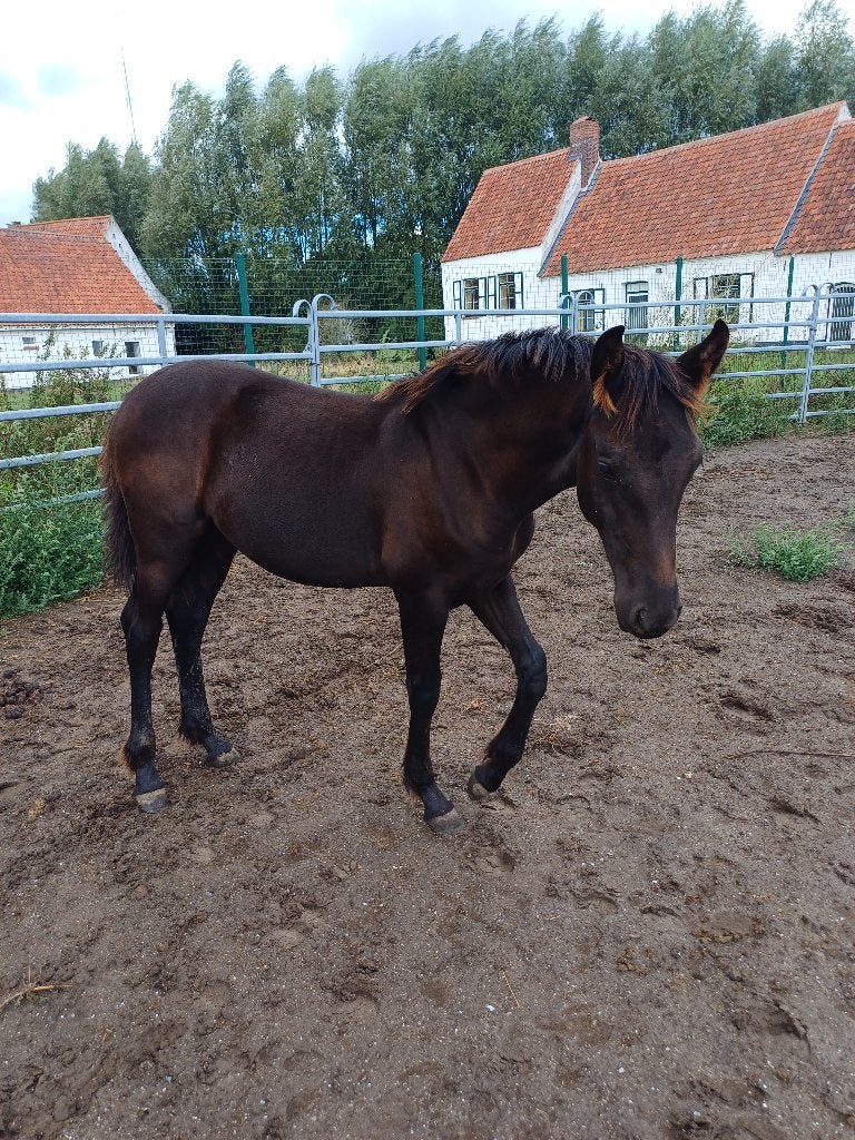 Veulen,  bijna 5 maanden, Jument, Avec puce électronique