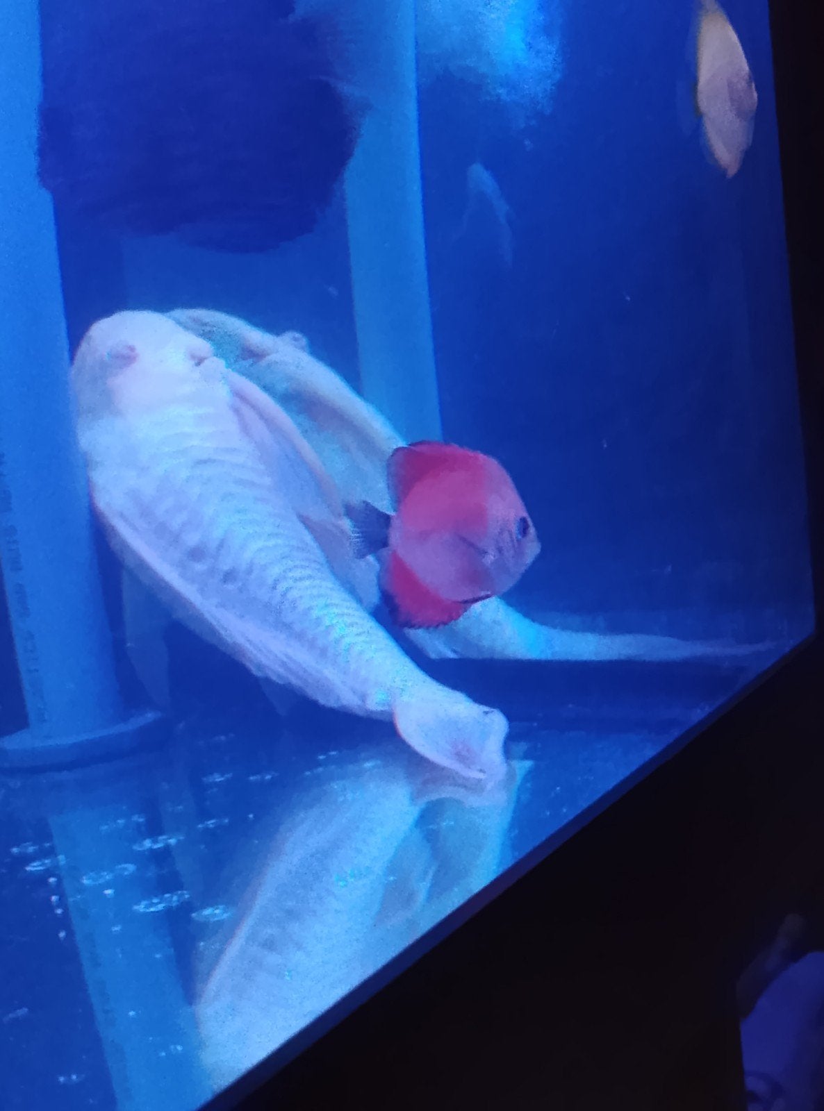 red Melon 2 stuks  discus, Poisson
