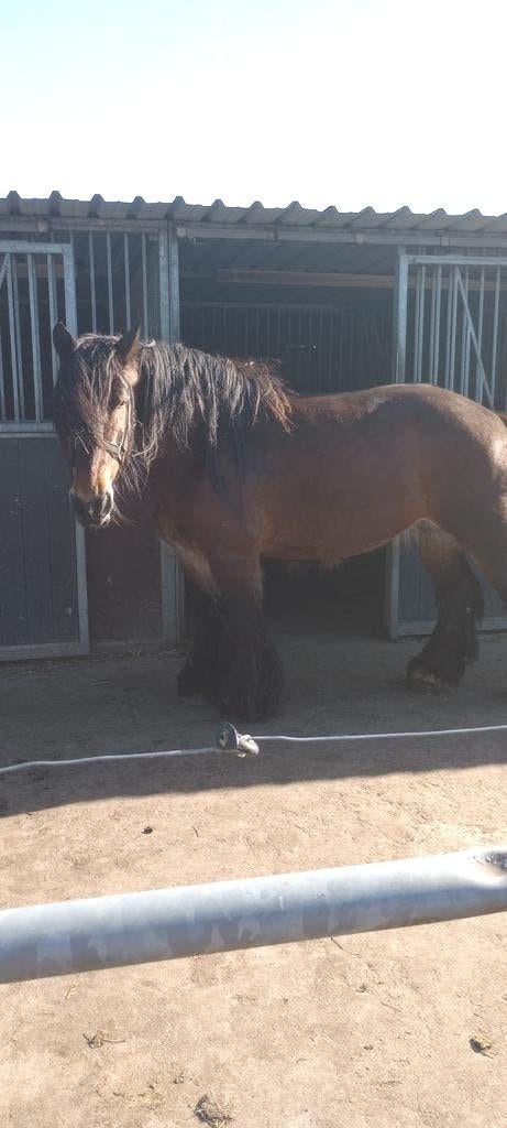 Belgisch trekpaard bruin 2017, Dieren en Toebehoren, Paarden, Merrie