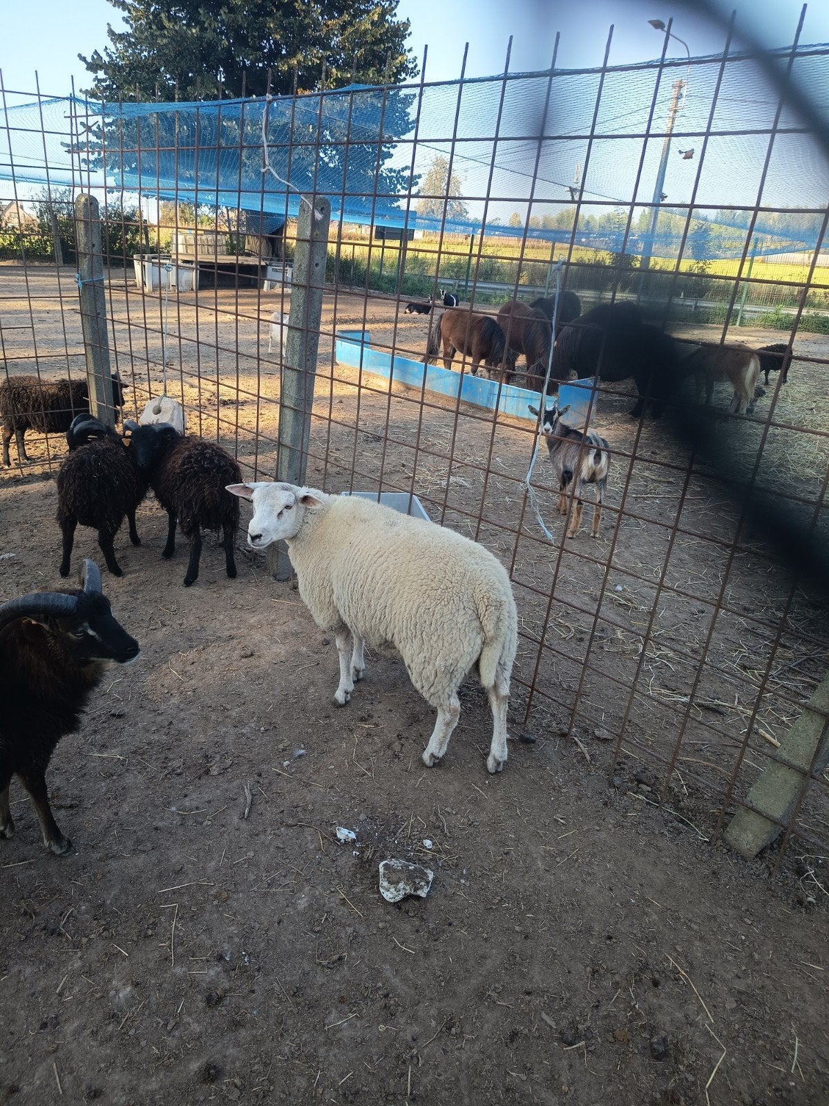 mouton, Mâle, Mouton, 0 à 2 ans