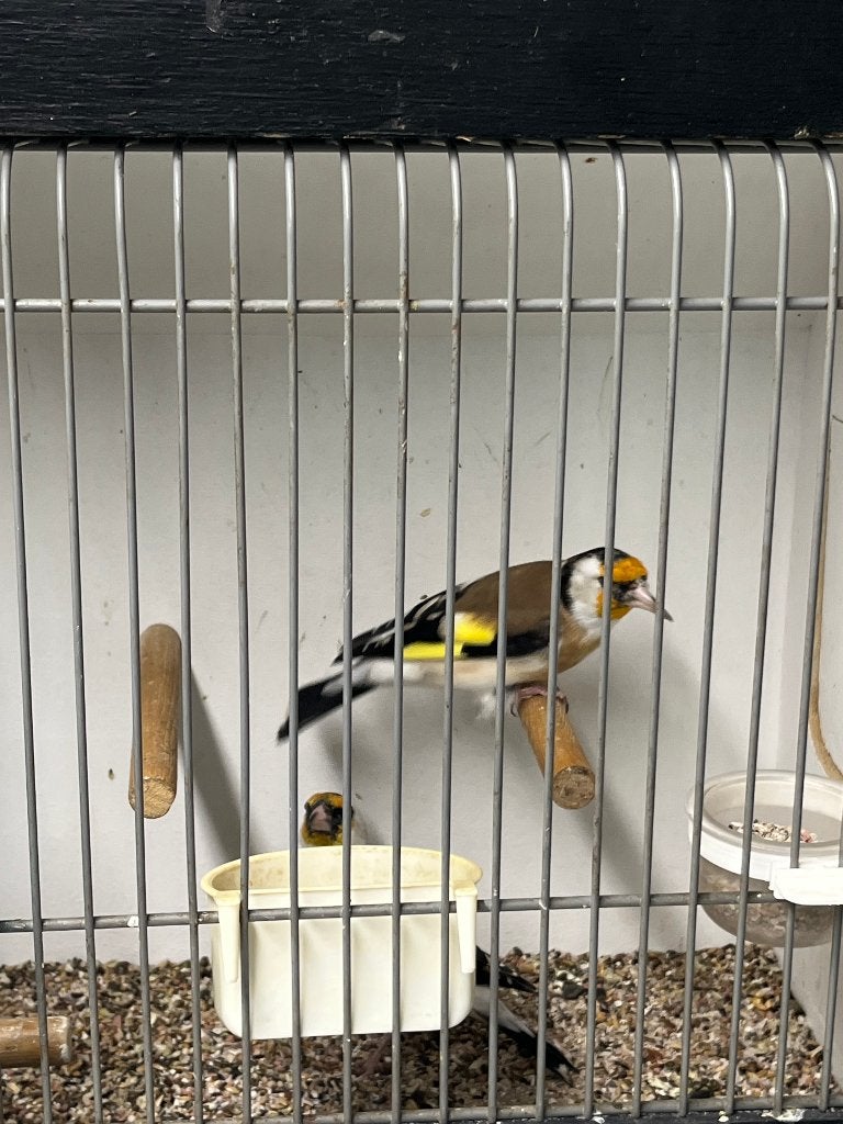 Major Putters, Dieren en Toebehoren, Meerdere dieren, Wildzangvogel, Geringd