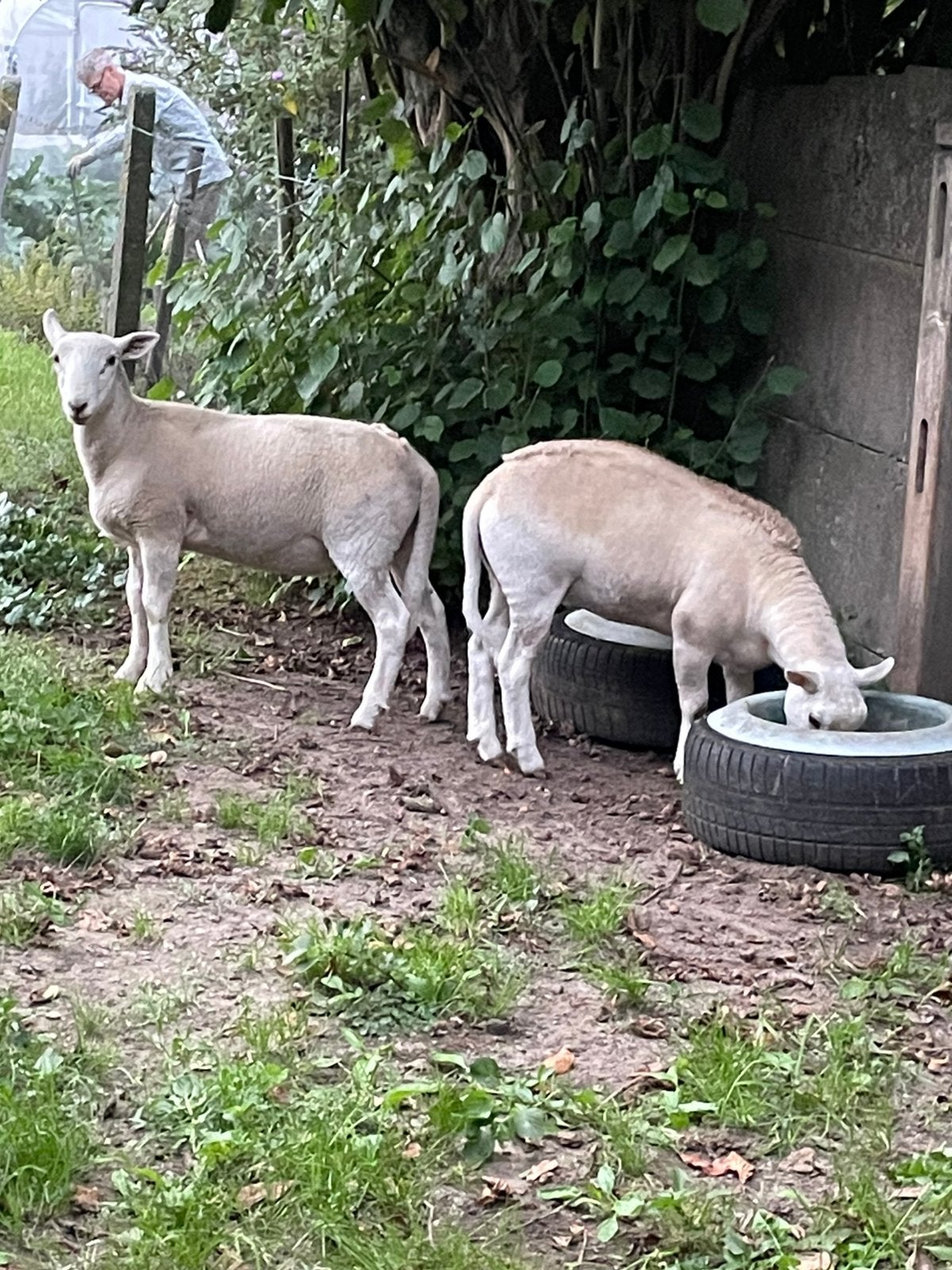 Easy care schapen, Meerdere dieren, Schaap, 0 tot 2 jaar