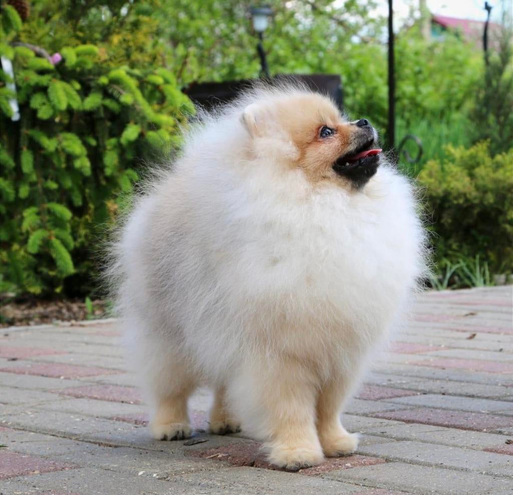 ERVAREN Dekreu Pomeranian met stamboom ->Niet te koop !!!, Fokker | Hobbymatig, Keeshond, Reu, 1 tot 2 jaar