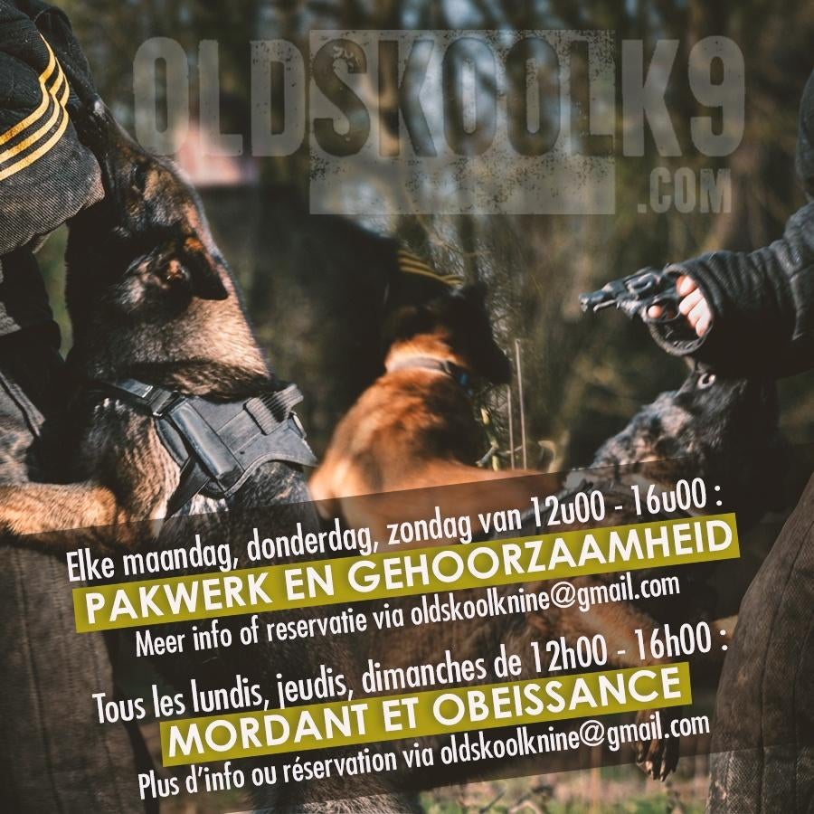 Honden africhting, dressage canin privé, Diensten en Vakmensen, Dieren | Honden | Verzorging, Oppas en Les, Training of Cursus