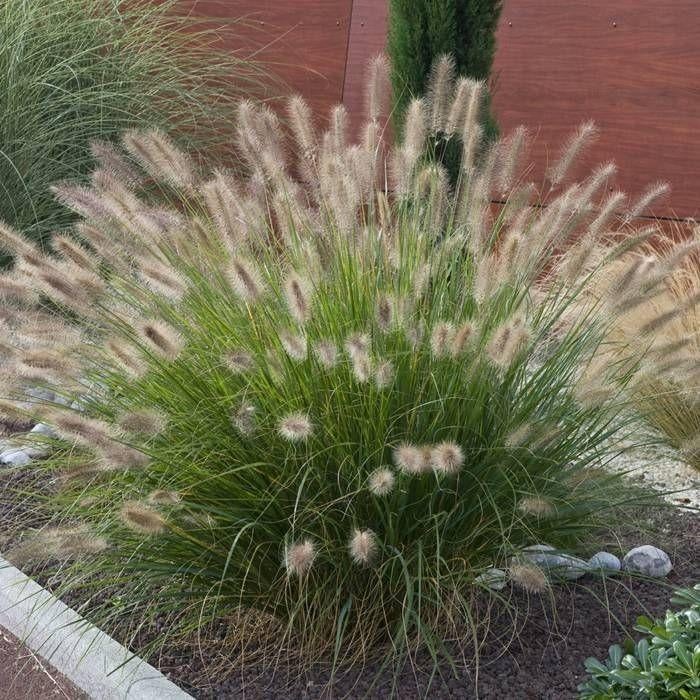 Pennisetum alop 'Hameln', Tuin en Terras, Planten | Tuinplanten, Vaste plant, Siergrassen, Volle zon, Zomer, Ophalen