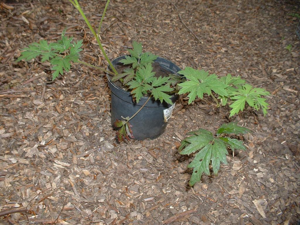 doornloze braamstruik in pot, Ophalen, Volle zon, In pot
