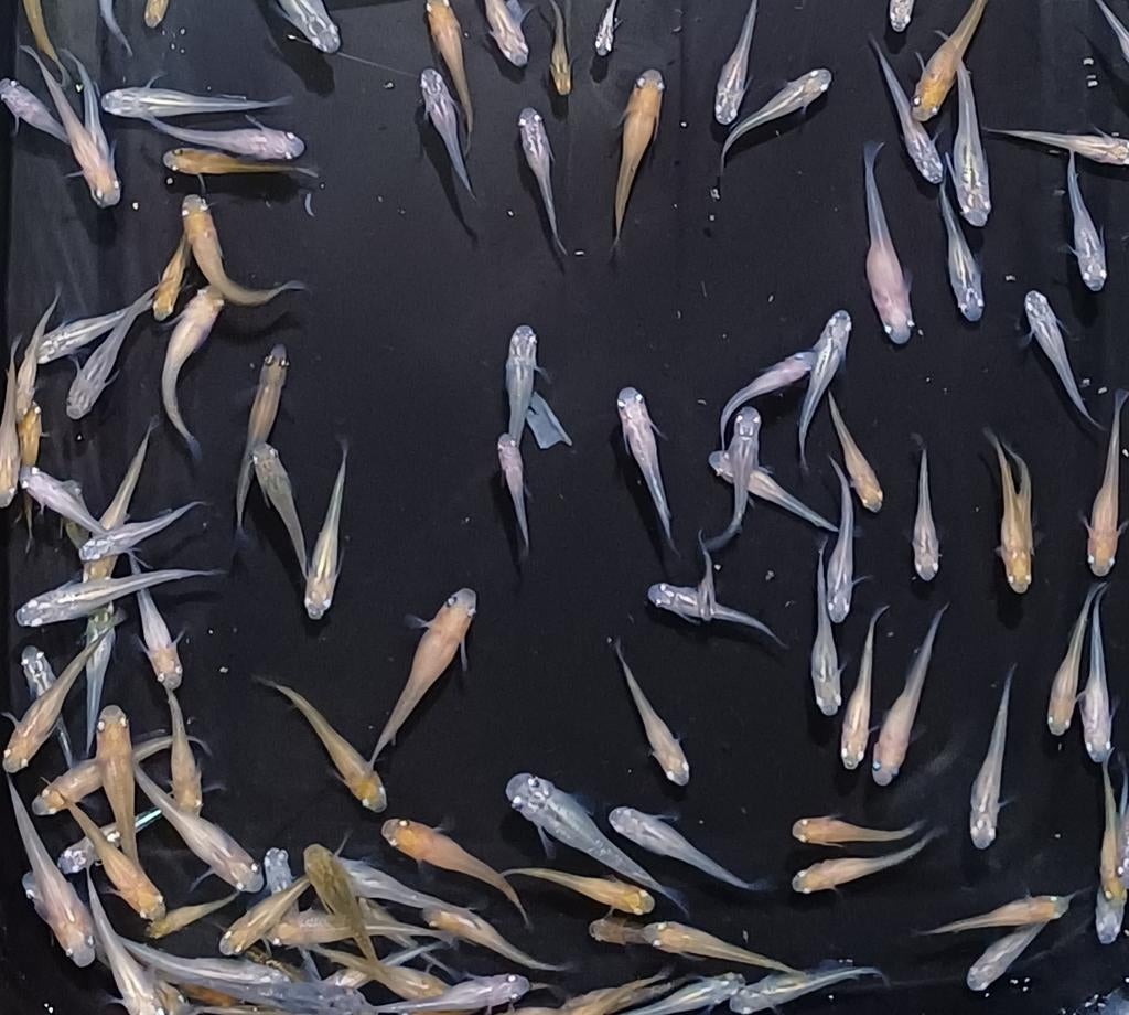 Poisson au riz. Mélange de couleurs MEDAKA 2025