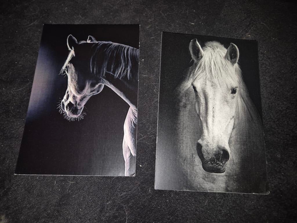 Zwart wit kaarten paard, Verzamelen, Postkaarten | Dieren, Verzenden, Paard