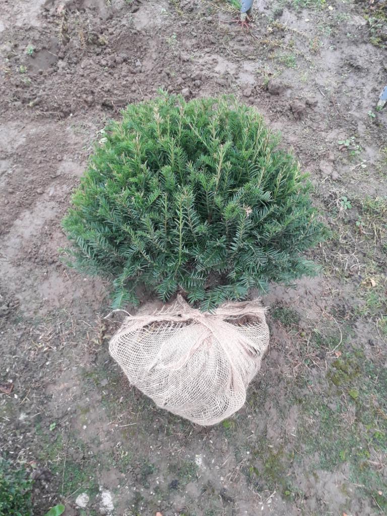 Taxus bolvorm, Ophalen, Taxus