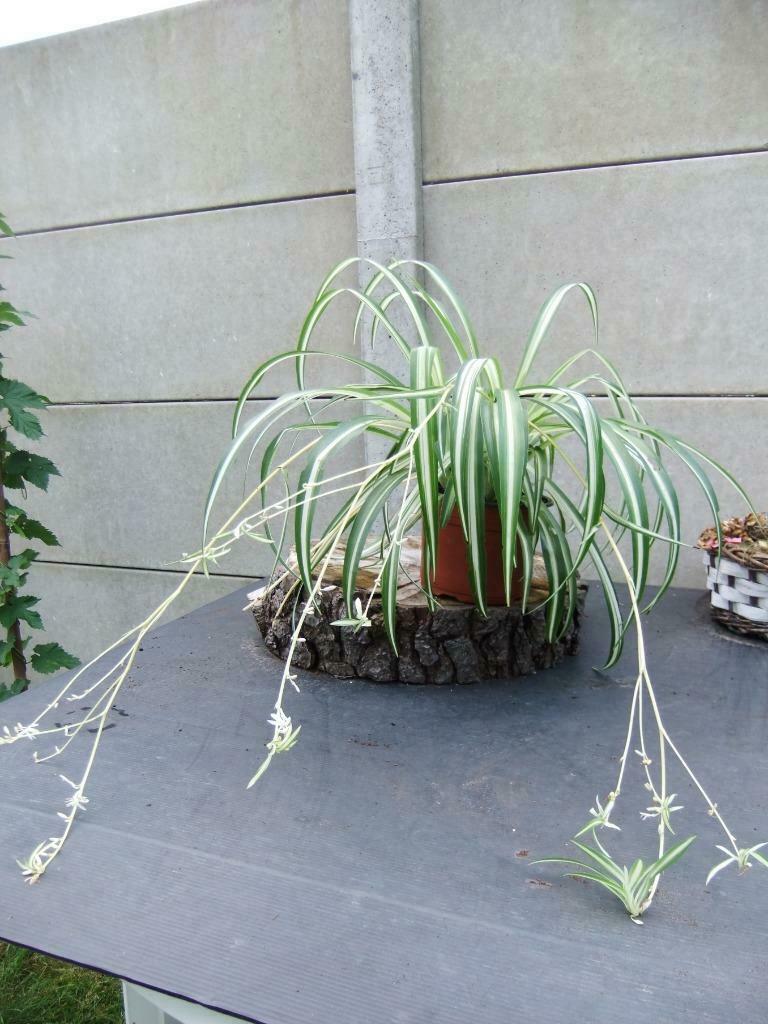 Graslelie Chlorophytum comosum luchtzuiverend, Enlèvement, Été, Plante fixe, Mi-ombre