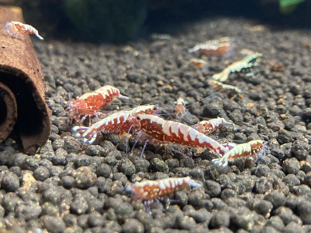 Boa galactique rouge, Animaux & Accessoires, Homard, Crabe ou Crevette, Poisson d'eau douce, Banc de poissons