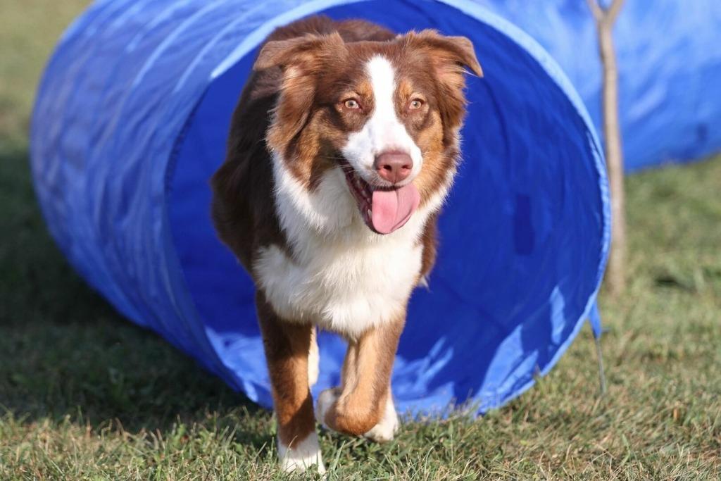 Agility Tunnel Training Dog Sports Dog Chiens de dressage, Animaux & Accessoires, Accessoires pour chiens, Neuf, Enlèvement ou Envoi