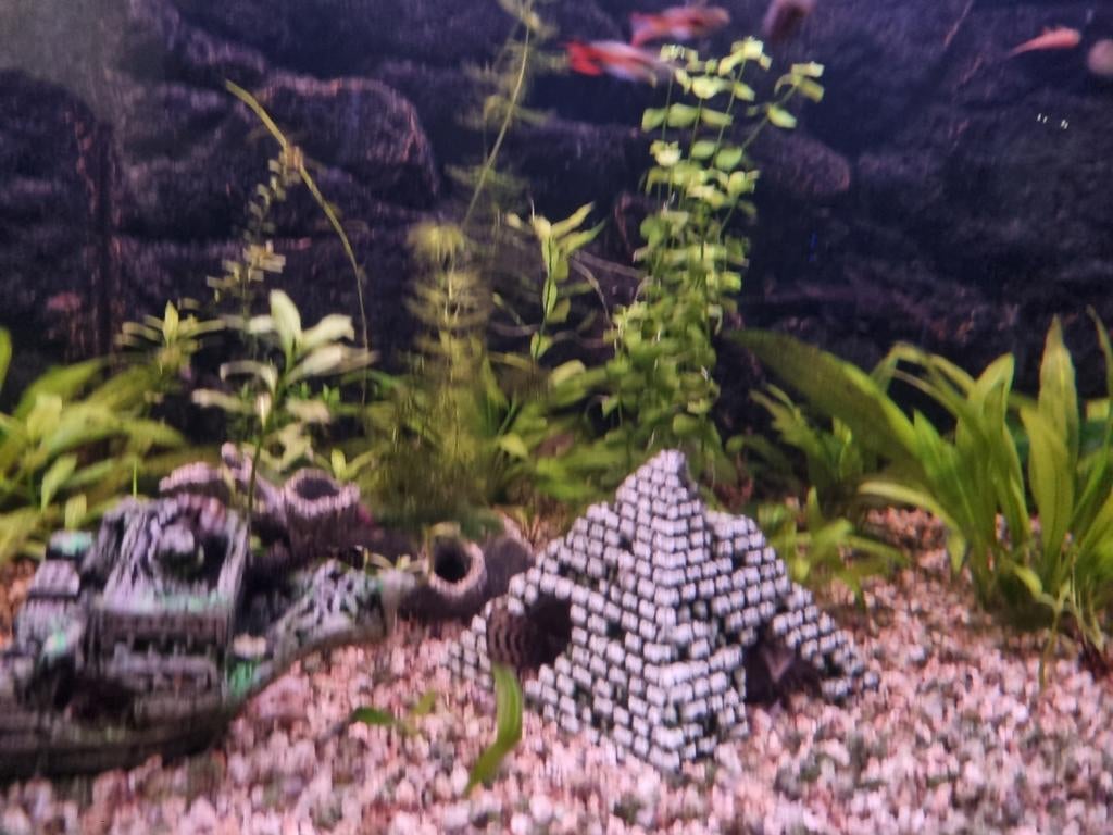Guppy endler adultes 10+2 gratuit, Animaux & Accessoires, Poisson, Poisson d'eau douce