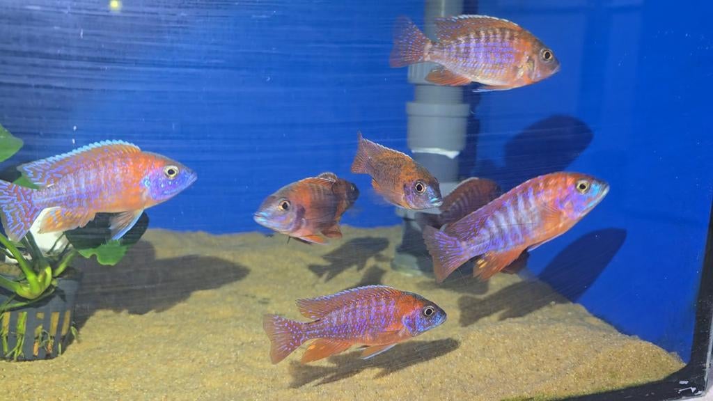 Malawi aulonocara rubin red, Dieren en Toebehoren