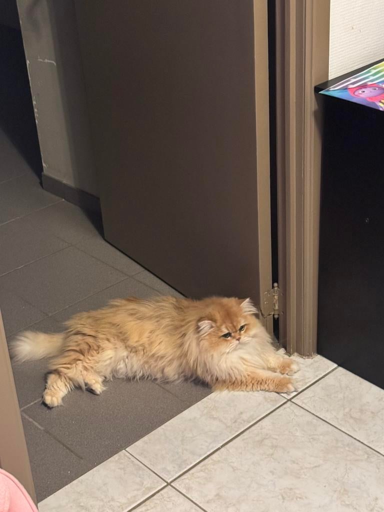 Britse langhaar dekkater met stamboom (not for sale ), Dieren en Toebehoren, 3 tot 5 jaar