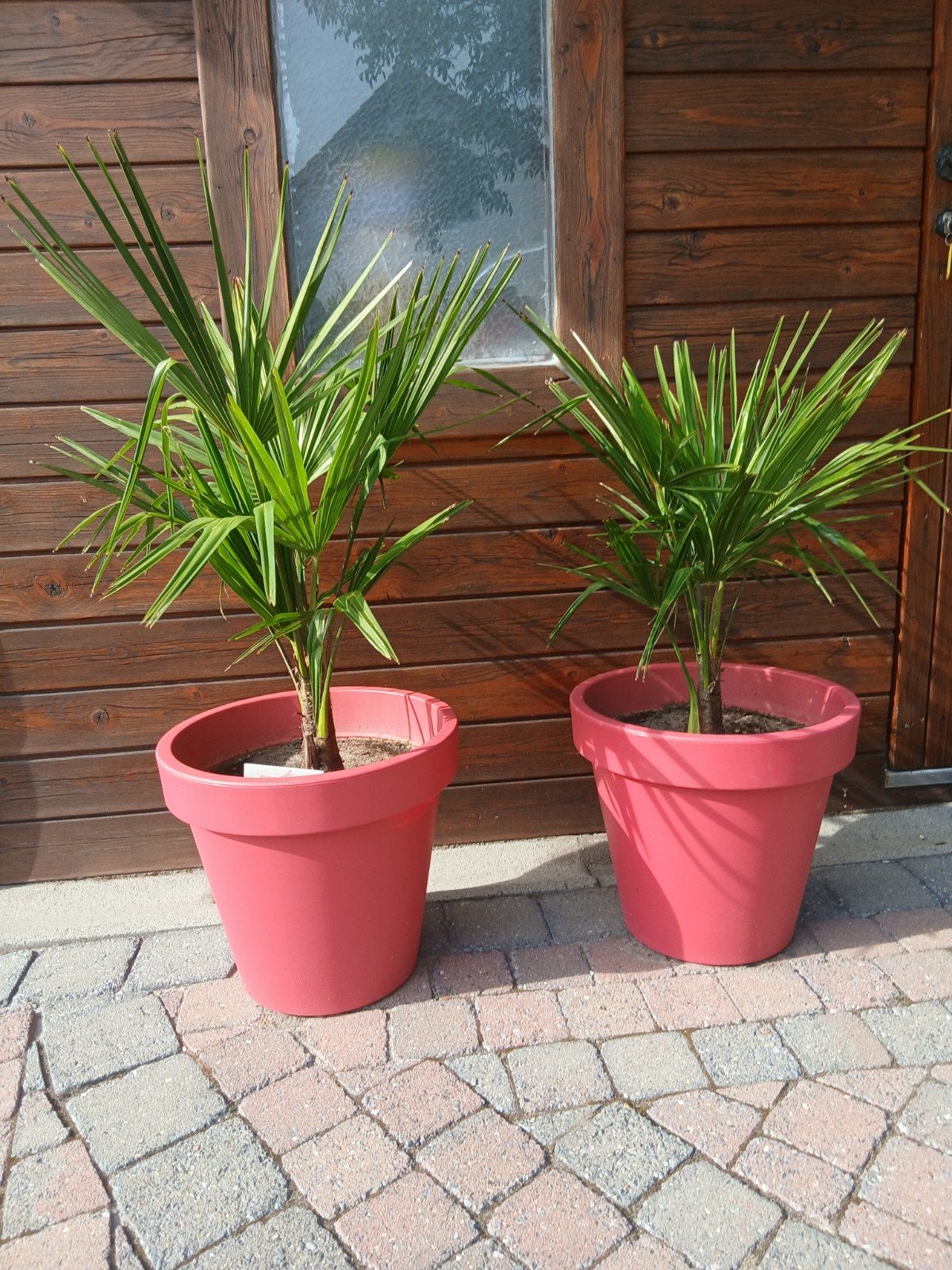 2 wintervaste palmen in een sierpot, Ophalen, Tuin