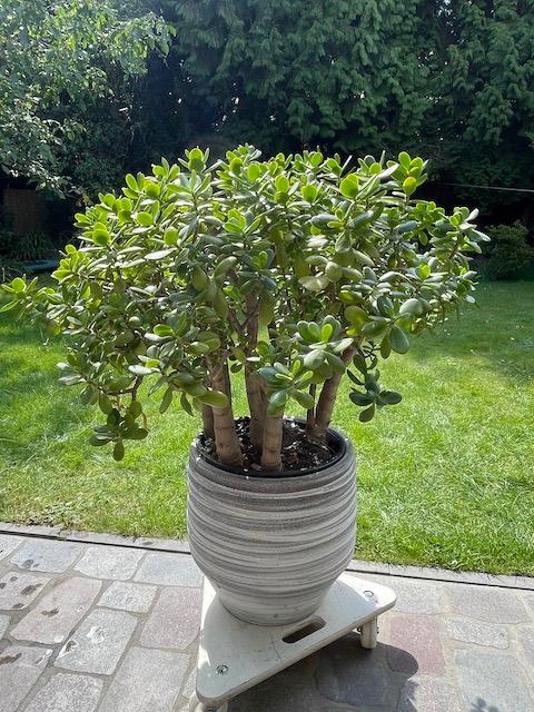 Crassula, geldboom, jadeplant, incl SIA pot, Plante succulente, En pot, Moins de 100 cm, Enlèvement