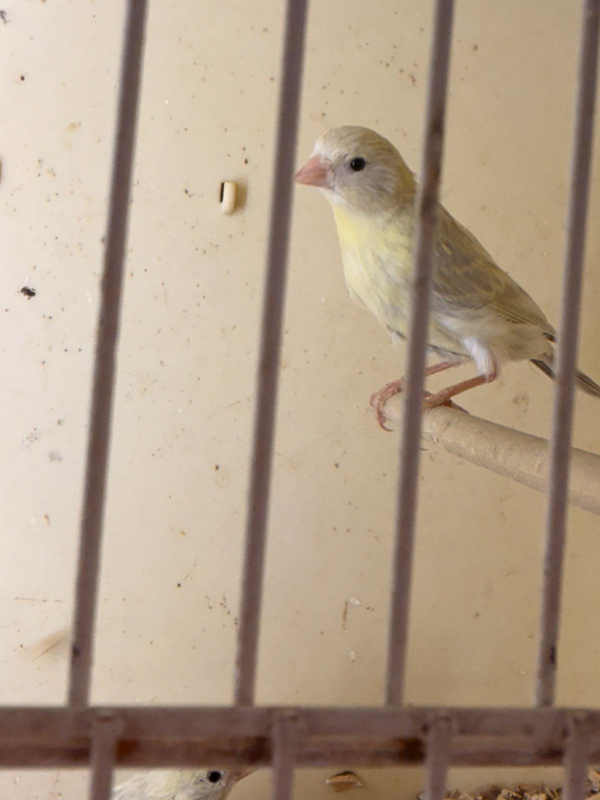 Geel agaat, Dieren en Toebehoren, Vogels | Kanaries