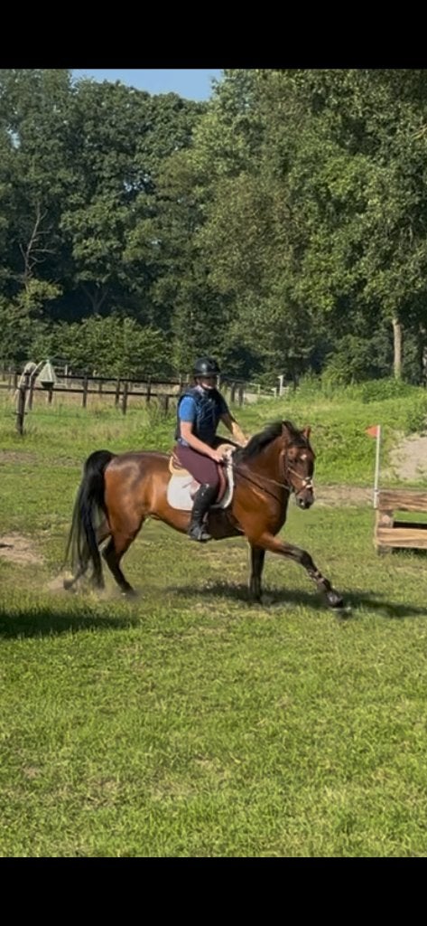 Paard te koop, Dieren en Toebehoren, Paarden, Springpaard, Ruin, 160 tot 165 cm, 11 jaar of ouder