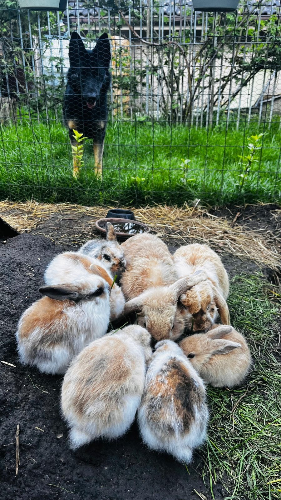 GRATIS Dwerg hangoor konijntjes, Dwerg, Hangoor