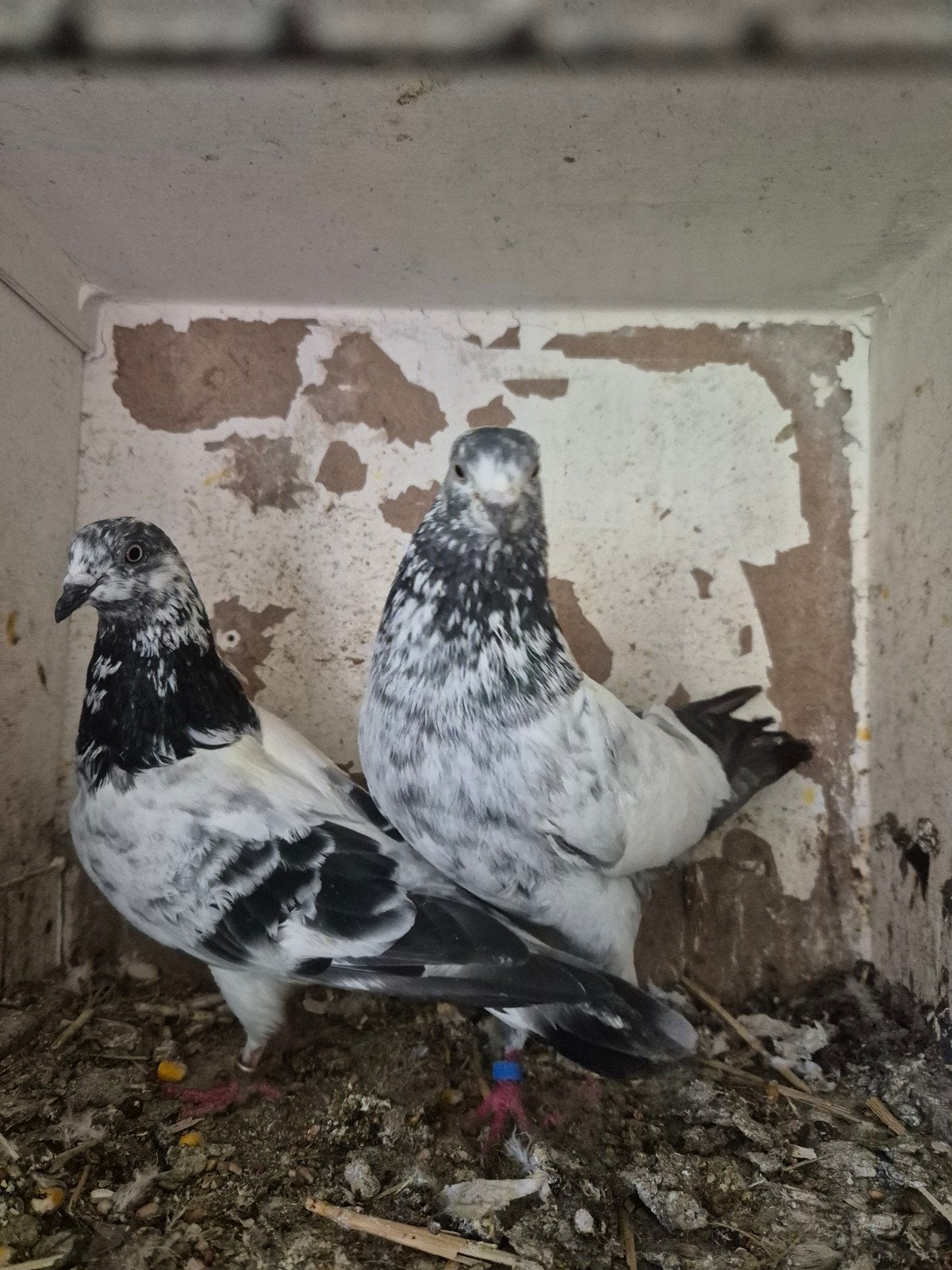 Pakistan hoogvlieger 40€ kopel, Dieren en Toebehoren