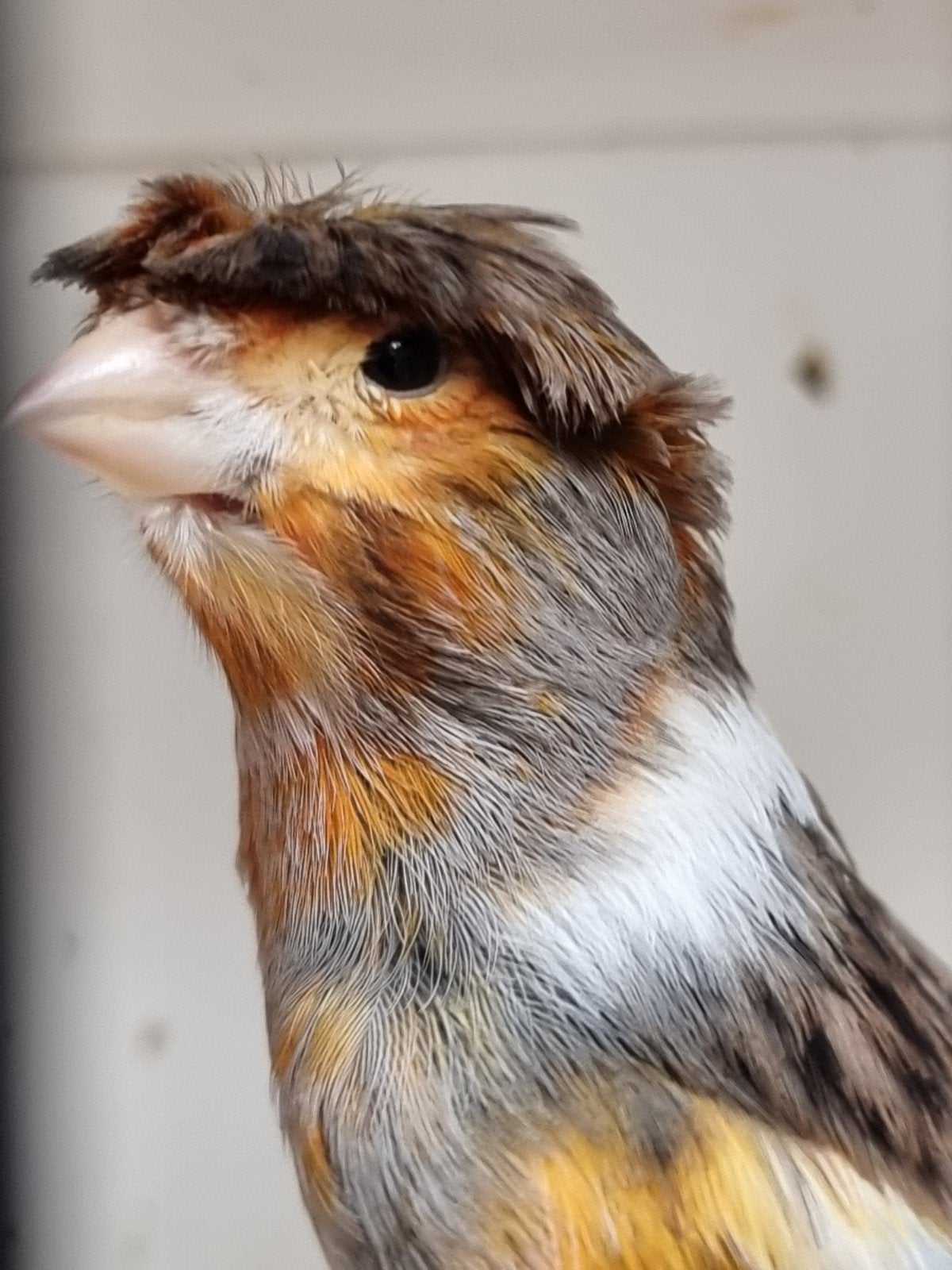 Canari mâle bon chanteur 2025, Mâle
