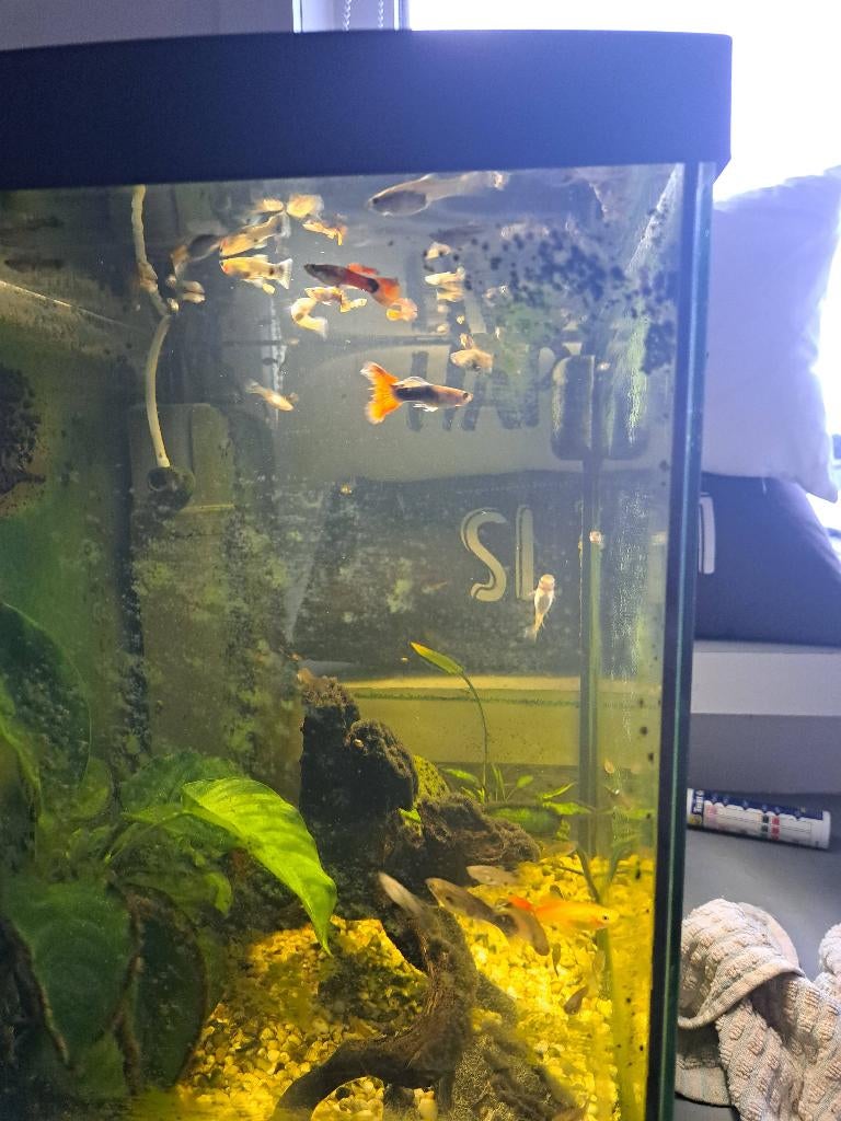 Guppy visjes, Poisson, Poisson d'eau douce