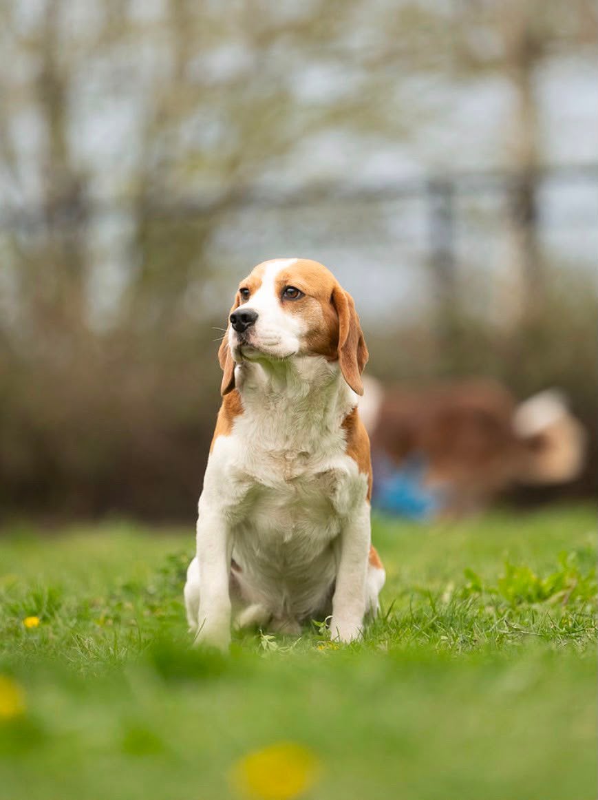 Leuke, stoere Beagle reu, Dieren en Toebehoren, België, Beagle, Reu, Eén hond