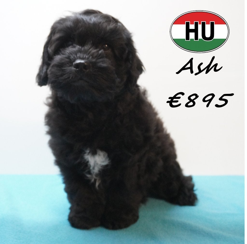 Frenchiepoo, chiots à vendre, 15 semaines à 1 an, Hépatite contagieuse (maladie de Rubarth), Autres races, Plusieurs animaux