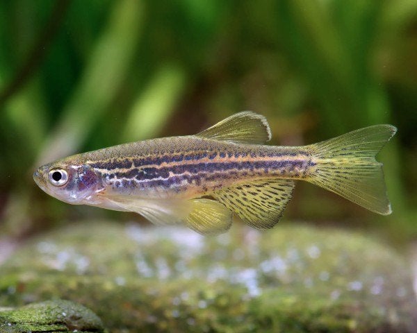 Hobbyaquarium Danio Rerio Frankei Zat10/17u Zon12/17u AKTIE, Poisson, Poisson d'eau douce, Banc de poissons