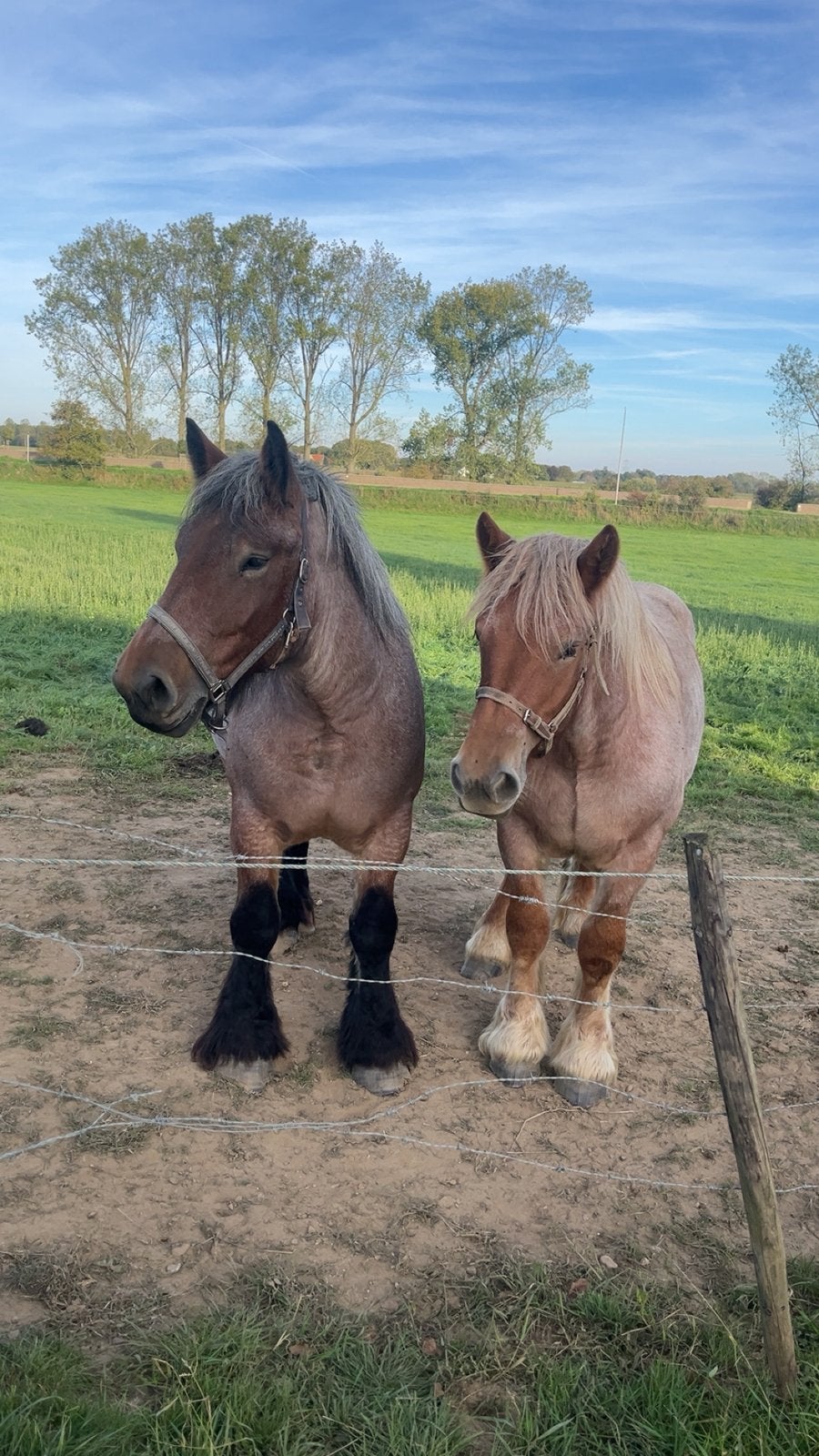 Belgisch trekpaard merries te koop, Avec pedigree, 160 à 165 cm, 0 à 2 ans, Non dressé