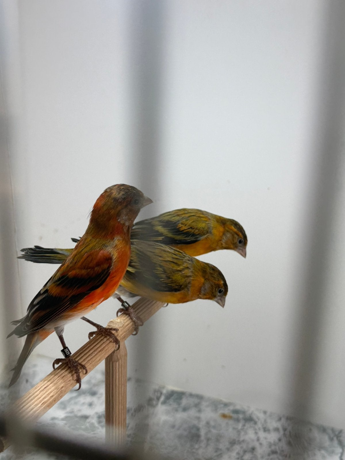 Mulet tarin x canari, Animaux & Accessoires, Enlèvement ou Envoi