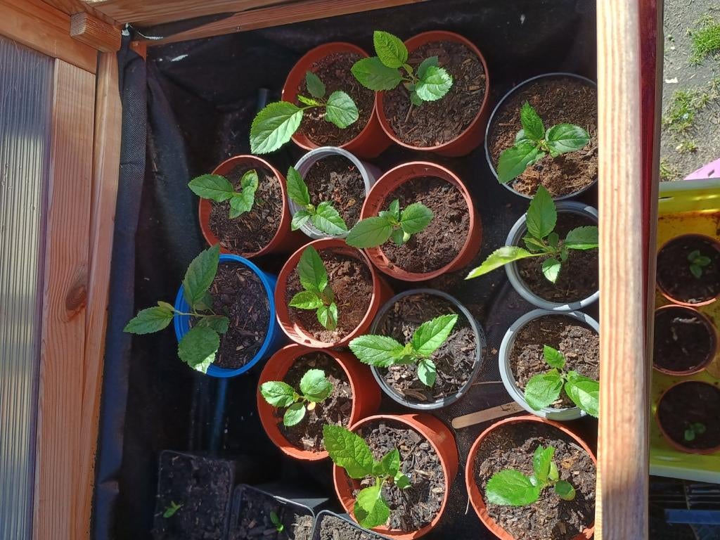 Appel plantjes, Dieren en Toebehoren, Ophalen