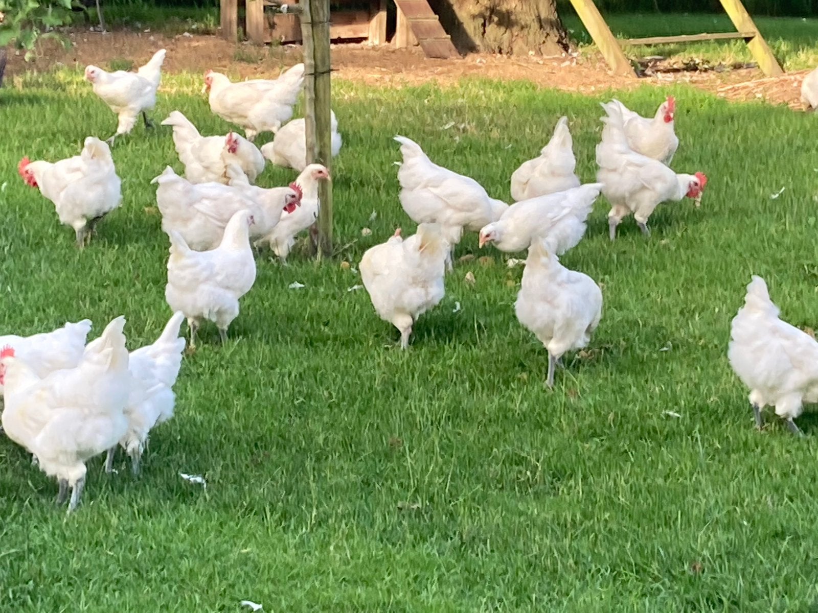 Broedeieren Poule de bresse raszuivere dieren, Dieren en Toebehoren, Kip