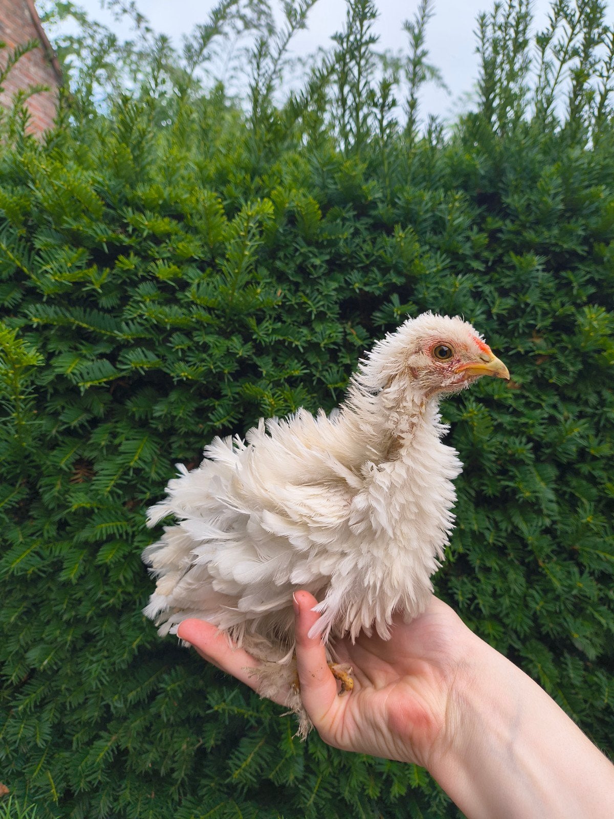 krulveer kuiken, Sexe inconnu, Poule ou poulet