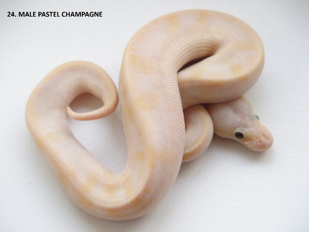 Koningspythons nakweek 2026 Ball Python photo 24