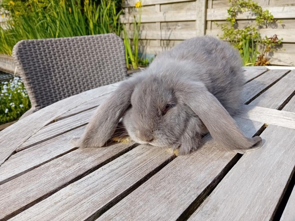 Franse hangoor. 3mnd, Dieren en Toebehoren, Konijnen, Mannelijk, Groot, Hangoor, 0 tot 2 jaar