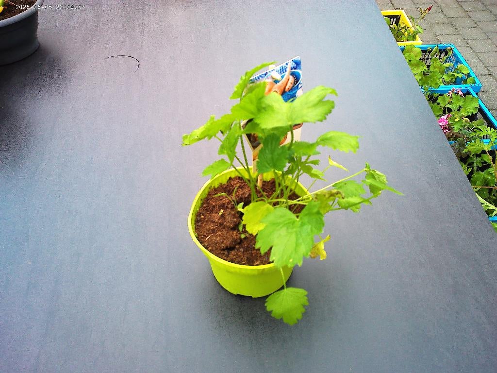 Pastinaak plantjes, Jardin & Terrasse, Plantes | Jardin, Annuelle, Plantes potagères, Plein soleil, Enlèvement