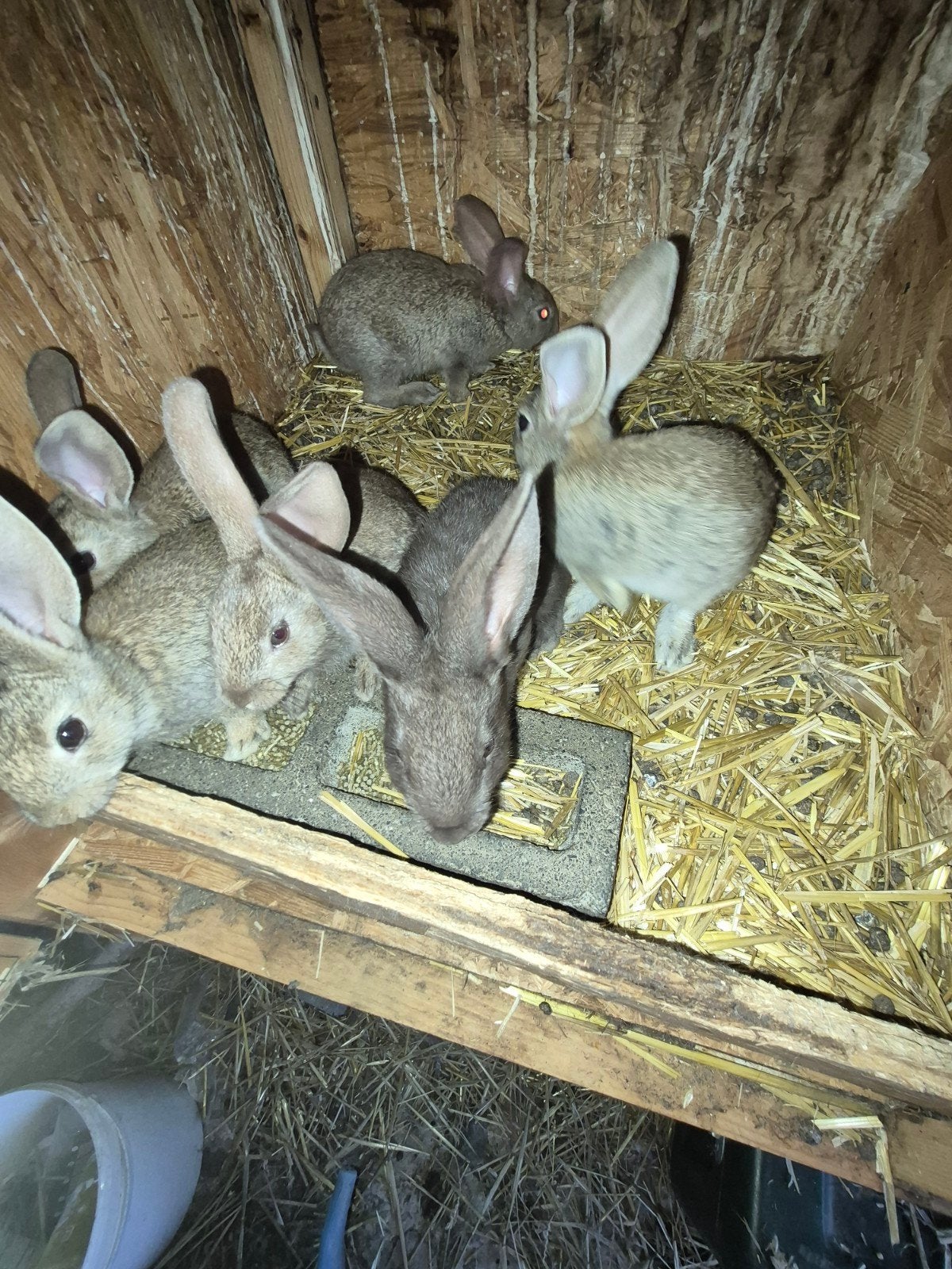 5jeunes lapereaux   a réservé 👍, Animaux & Accessoires