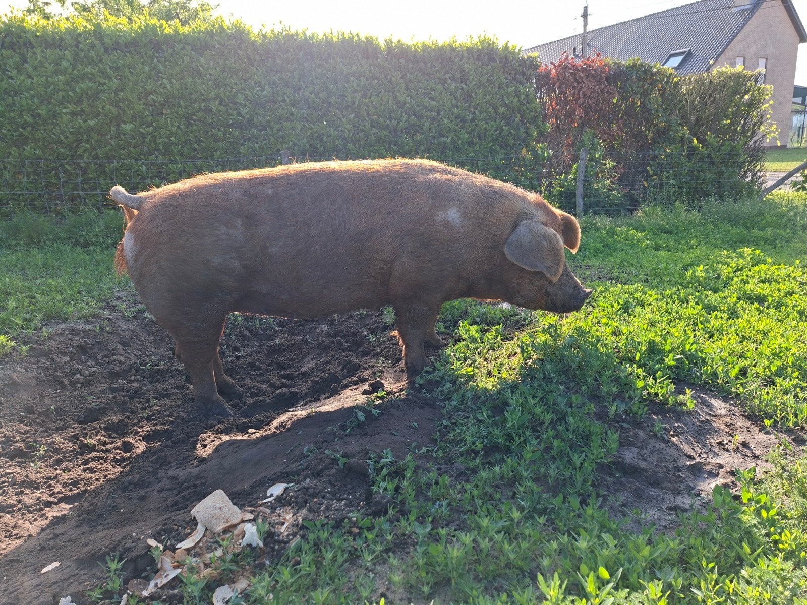 Zeug varken, Varken