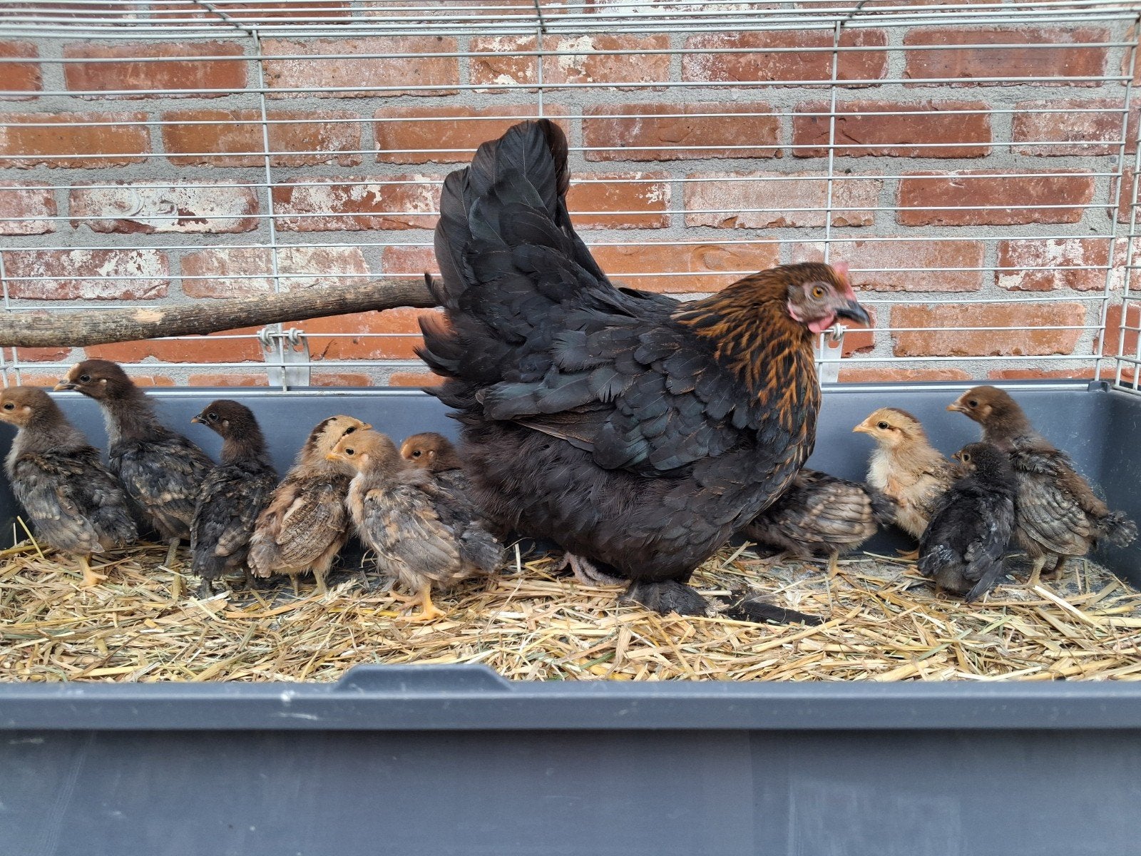 Moederkloek met 10 kuikens. Natuurbroed, Poule ou poulet